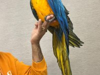 Macaw papağanlarımız