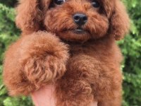 Orjinal toy poodle çocuklar