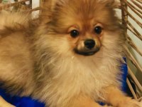 Pomeranian boo köpeği