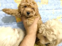 MALTİPOO YAVRULAR