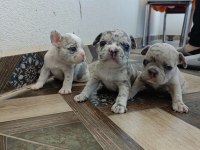 GÖREBİLECEĞİNİZ EN TATLI FRENCH BULLDOG BEBEKLER