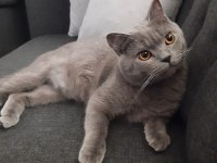 Oyuncu kedimiz duman british shorthair