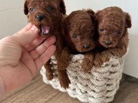 Mükemmel Güzellik Toy Poodle Yavrular
