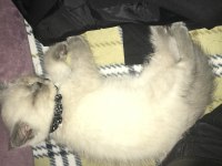 2 Aylık British Shorthair Erkek