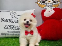 Antalyada ırk ve sağlık garantili pomeranian boo
