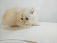 1 dişi ve 2 erkek british longhair yavrularımız uygun puana