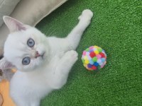 4 aylık erkek blue point kedimiz