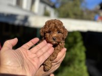 Kore Teacup Poodle Çiftlikten