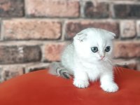 Scottish Fold Dişi Yavru