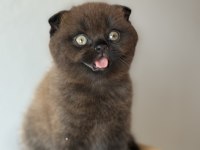 Scottish fold yavrumuz