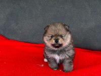 Erkek Dişi Pomeranian Yavrular