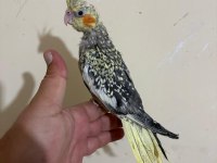 48 günlük full evcil PEARL SULTAN PAPAĞANI BEBEK