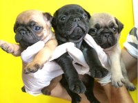 Irk Ve Sağlık Garantili Pug Köpekler