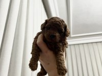 Ev doğumu Toy Poodle yavrularımız 2 aylık