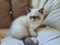 Safkan Exotic Shorthair Blue Point Dişi Kedimiz