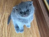 Tüy yumağı scottish fold bebeklere yuva