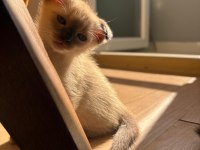 2 AYLIK MAVİ GÖZLÜ SİYAM KEDİSİ DIŞI ERKEK
