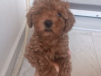 Oyuncu kore kan poodleler seni bekliyor