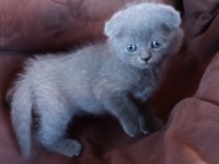 British Shorthair Kedimiz Adana Seyhan