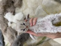 Anne kedi ve yavru kediler sahiplendirilecek