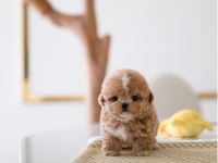 ÇOCUKLARIN MUTLULUĞU TOY POODLE BEBEKLERİM