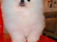 Mükemmel kalitede bir yavru ultra mini boy pomeranian