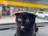 Scottish Fold