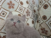 BRİTİSH SHORTHAİR YAVRUMUZ