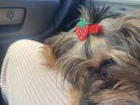 Yorkshire terrier milamız