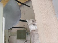 British shorthair blue point