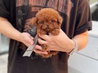 Orjinal Teacüp Poodle