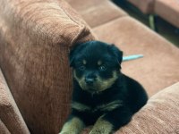 A kalite son erkek rottweiler yavru
