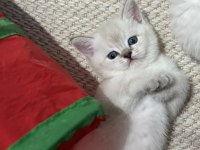 British shorthair bebekler 45 günlük