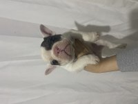 MERLE FRENCH BULLDOG PİED OĞLUMUZ YENİ AİLESİNİ ARIYOR