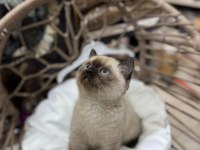 2 aylık british shorthair siyam yavru kedimiz