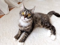 British longhair dişi kedim