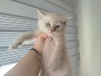 British Shorthair Blue Point Yavrum