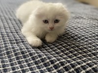 Scottish fold cinsi