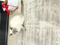 Sahiplendirme british shorthair 1 yaşında