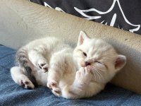 Birbirinden Güzel British Shorthair Bebeklerimiz