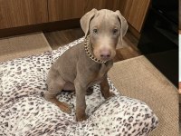Lilac Renk Doberman King Yavrularımız Sizlerle