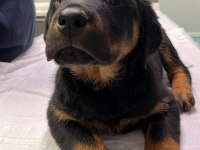 Rottweiler bebeeklerimiz sağlık garantilidir