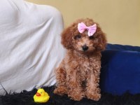 Sevimli Poodle Kız