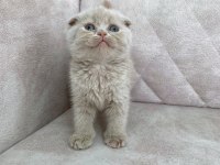 Minik kutup ayısı bebiş british shorthair