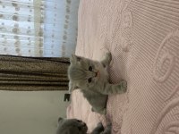 27 Şubat doğumlu british shorthair yavrular