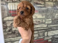 Dunya Tatlısı Poodle Mınıklerımız