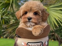 BİRİNCİ SINIF MALTİPOO YAVRULARI