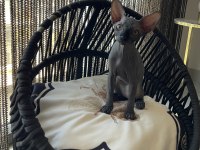 Sphynx sfenks bebekler