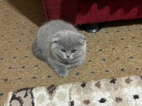 Mama karşılığı yavru scottish fold