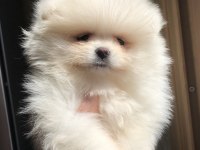 2.5 aylık 2 dişi Pomeranian boo üst kalite